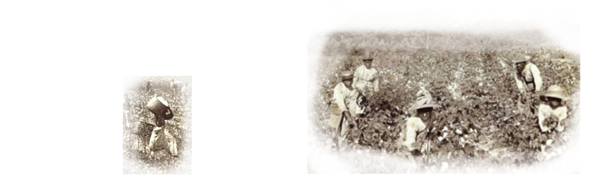 Slaves Picking Cotton